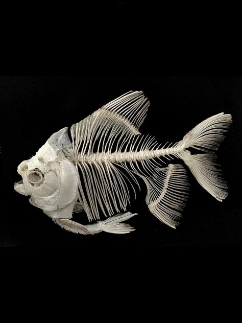 Goldfish Skeleton, Fish Bones Drawings, Marine Animals Aesthetic, Swan Skeleton, Elemental Fairies, Fish Skull, Whale Skeleton, Bone Drawing, Skeleton Fish