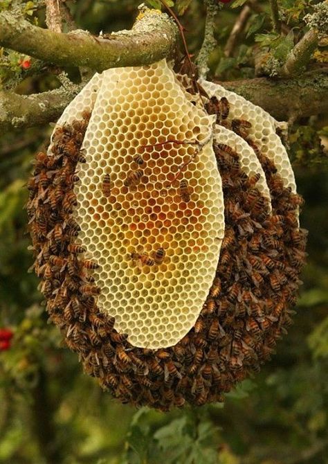 Good example of a Hive in the Wild.  As I understand it, this hive is doomed to die because it is in the elements.  In a tree hollow or cave cavity, in a building or man made hive box .... It would survive almost anything. But because this wild hive can get wet, come winter, it will not be able to keep warm. Bee Hive Plans, Wild Bees, Bee Swarm, Honey Bee Hives, Bee Skep, I Love Bees, Bee Hives, Bee Boxes, Bees And Wasps