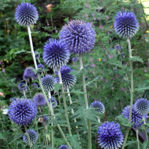 ECHINOPS BANNATICUS BLUE GLOW - Friends of Harkness Globe Thistle, Blue Glow, Echinacea Purpurea, Plant Tags, Plant Diseases, Perennial Garden, Flower Border, Plant Nursery, The Cottage