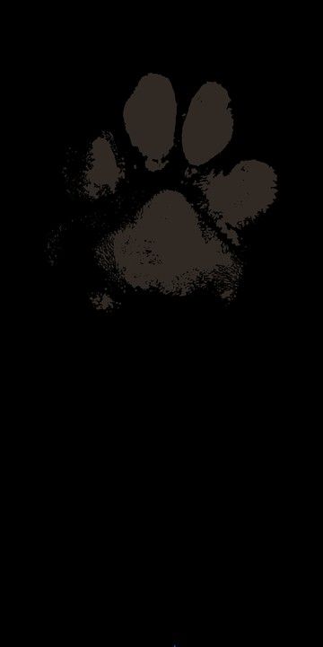 Cat Skull Wallpaper, Black Dog Wallpaper, Dog Paws Wallpaper, Rottweiler Wallpaper, Wallpaper Backgrounds Dog, Dog Wallpapers, Paw Wallpaper, Dark Black Wallpaper, Black Puppy