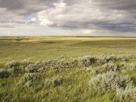 Great Plains Landscape, Air Kingdom, Land Forms, Plains Landscape, Canadian Prairies, Large Paintings, Great Plains, Central Valley, January 23