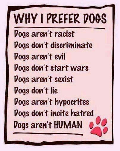 Why I love dogs more than humans About Dogs, Dog Rules, Bichon Frise, Labradoodle, People Quotes, Animal Quotes, Dog Quotes, Whippet, A Sign