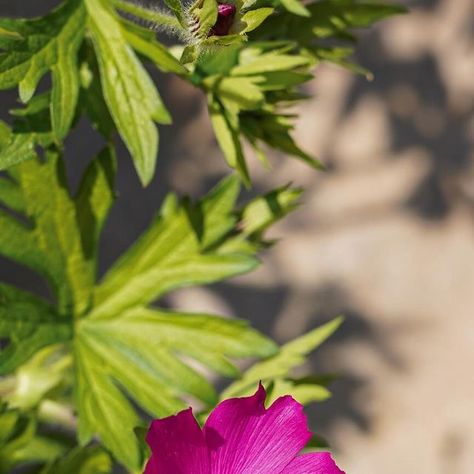 Lurie Garden on Instagram: "Introducing Lurie Garden’s 💯 Club: Native Edition 🏆These plants bloomed for 💯 days or more in 2023! Does your garden need more flower power? Consider adding these top performing perennials to your landscape this year! 1. Callirhoe involucrata (purple poppy mallow) 145 days 2. Euphorbia corollata (flowering spurge) 136 days 3. Pycnanthemum muticum (blunt mountain mint) 130 days 4. Sanguisorba canadensis (American burnet) 110 days 5. Parthenium integrifolium (wild quinine) 110 days #flower #flowerpower #flowers #plants #plantsmakepeoplehappy #nativeplants #nativeplantsofnorthamerica #gardenplants #gardenplanning #gardentips #garden #gardenadvice #gardeninghacks #mygarden #gardener" Wild Quinine, Callirhoe Involucrata, Poppy Mallow, Lurie Garden, Mountain Mint, Purple Poppy, Purple Poppies, Year 1, Flowers Plants