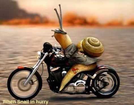 lol Rain Jokes, Wild Pictures, Motorcycle Quotes, Funny Animal Pictures, Animal Photo, Bike Ride, Funny Photos, Funny Images, Animal Pictures