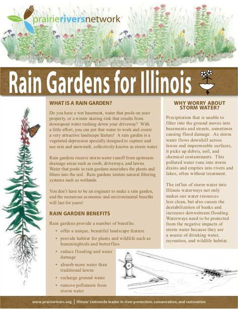 Prairier Rivers Network: Rain Gardens for Illinois Rain Garden Landscape, Native Plant Landscape, Australian Garden Design, Rain Gardens, Benefits Of Gardening, California Native Plants, Native Plant Gardening, Australian Garden, Australian Native Plants