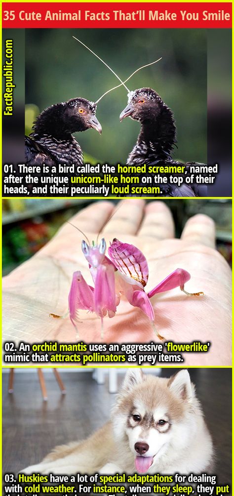 Muscular Animals, Cool Animal Facts, Random Animal Facts, Crazy Animal Facts, Harpy Bird, Interesting Animal Facts, Fun Animal Facts, Funny Animal Facts, Weird Animal Facts