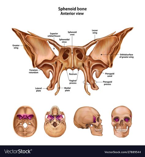 Bone Butterfly, Temporal Bone, Sphenoid Bone, Human Skeleton Anatomy, Anatomy Bones, Physical Therapy Assistant, Forensic Anthropology, Craniosacral Therapy, Basic Anatomy And Physiology