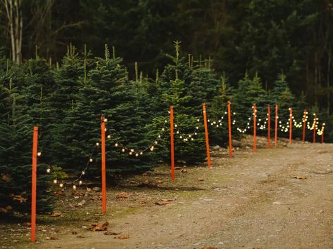 Farms Aesthetic, Lovelight Farms, Christmas Tree Farms, Issaquah Washington, Farm Light, Christmas Tree Lots, Christmas Farm, Farm Wedding Venue, Pumpkin Farm