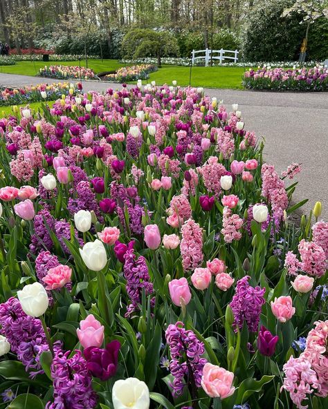 Hyacinths And Tulips, Garden With Tulips, Pretty Flowers Garden, Tulips And Lavender Garden, Tulip And Hyacinth Garden, Tulip Display Gardens, Garden Tulips Ideas, Gardens With Tulips, Hyacinth Garden Ideas