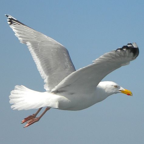 Seagulls Flying, Coastal Birds, Manhattan Project, Image Nature, Shorebirds, Australian Birds, Bird Supplies, Bird Pictures, Sea Birds