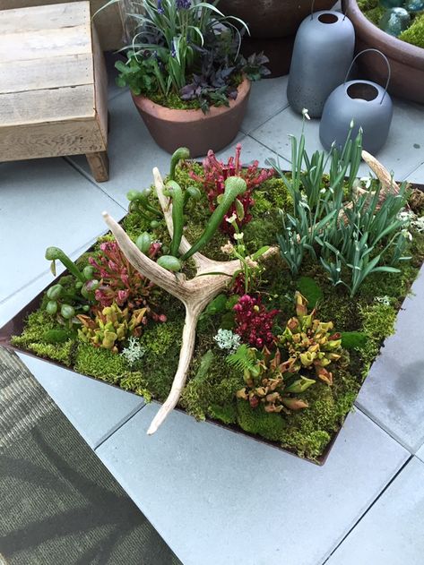 Carnivorous Garden, Bog Gardens, Carnivorous Plants Terrarium, Northwest Flowers, Plant Styling, Bog Plants, Top Flowers, Bog Garden, Moss Plant