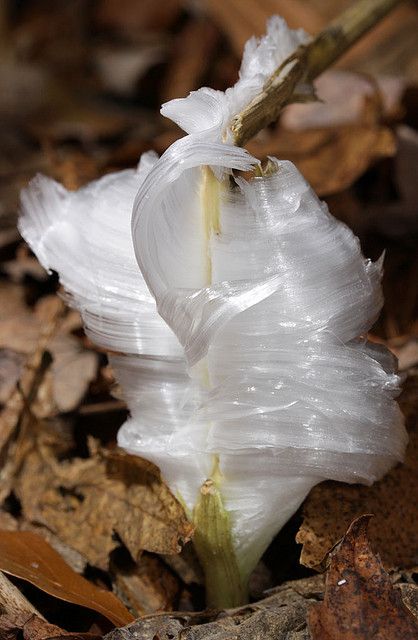 Frost Flower - Verbesina virginica L. Extrusion of ice from plant stem during freezing temperatures. Frost Flowers, Frost Flower, Ice Flowers, Early Winter, Unusual Flowers, Winter Mornings, Rare Flowers, Winter Beauty, Natural Phenomena