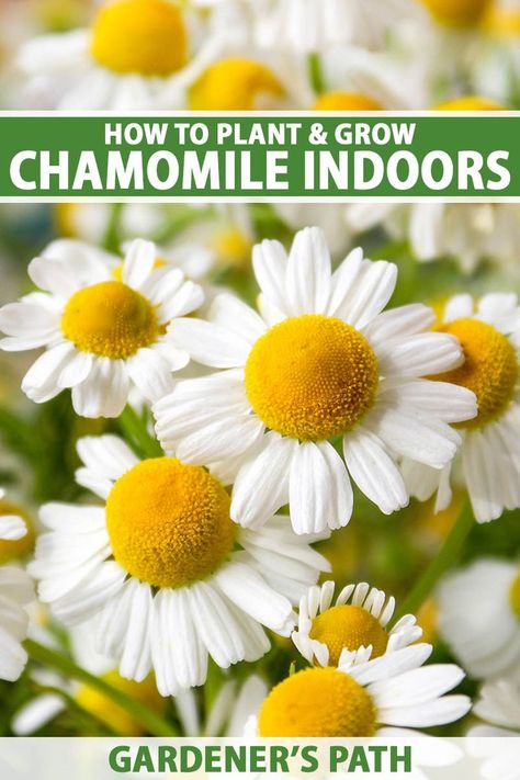 You’ve probably put a pot of basil, mint, or cilantro in your kitchen window for quick access. But did you know chamomile can also grow happily indoors? It’s true! Chamomile will thrive in your indoor food or flower garden if you follow these tips from Gardener’s Path. #chamomile #indoorgardening #gardenerspath Chamomile Plant In Pot, Chamomile Recipes, Chamomile Growing, Chamomile Plant, Window Plants, Indoor Flowers, Chamomile Flowers, Growing Indoors, Planting Herbs