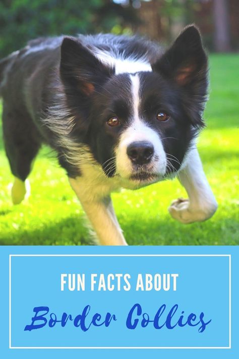 Did you know that the Border Collie is considered to be one of the most intelligent breeds in the dog world?  If you want to improve your knowledge of this hard-working herding dog, we’ve rounded up a few fun facts about Border Collies! Border Collie Colors A Border Collie’s coat can come in a wide range … This post first appeared in DogTipper.com. Link to original post: Fun Facts About Border Collies Border Collie Facts, Border Collie Colors, Border Collie Training, Dog World, Collie Puppies, Therapy Animals, Most Popular Dog Breeds, Herding Dogs, Dog Rules