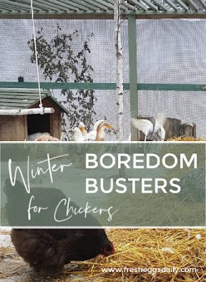 Chicken Boredom, Chicken Coop Winter, Chicken Flock, Chickens In The Winter, Duck Coop, Backyard Chicken Coop Plans, Chicken Keeping, Chicken Toys, Silkie Chickens