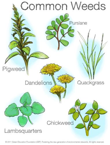 Common Weeds Backyard Foraging, Plant Chart, Edible Weeds, Sustainability Education, Grass Weeds, Wild Foraging, Organic Gardening Pest Control, Plant Maintenance, Edible Wild Plants