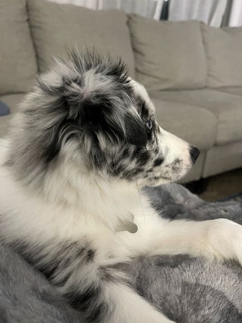 Blue Merle Border Collie Puppy, Blue Merle Border Collie, Blue Merle Collie, Mini Aussie Puppy, Blue Merle Aussie, Animals Aesthetic, Dogs Aesthetic, Australian Shepherd Blue Merle, Aussie Puppies