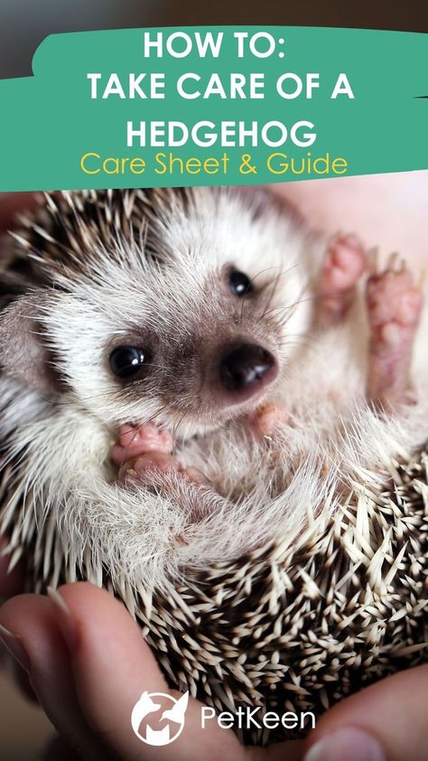 If you are looking to adopt a fun and unconventional pet, consider a hedgehog if they are legal in your state. Hedgehog Facts, Hedgehog Care, Hedgehog Pet, A Hedgehog, Sloped Garden, Fact Sheet, Hedgehogs, Now And Then, Cute Little Animals