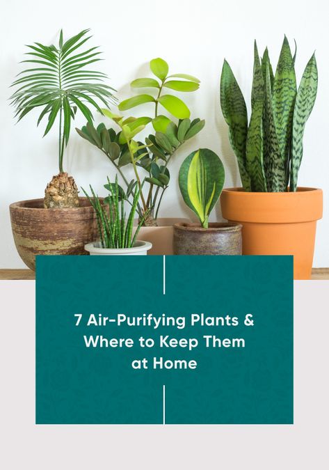 Oxygen Plants Air Purifier, Plants For Oxygen, Indoor Plants For Oxygen, Air Purifier Plants, Oxygen Plant, Natural Decongestant, Plants At Home, Air Purifying House Plants, Religious Pictures