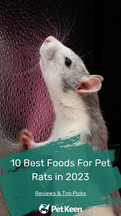 There are tons of products on the market that claim to be the best rat food. However, they often contain widely different ingredients, which only makes it more confusing. In this article, we’ll help cut through the noise by reviewing 10 of the best rat foods on the market. By the end, you should have the perfect food chosen for your rat. - read more... #petkeen #bestratfood #petrats #petlovers #smallpets #rats #cutepets Rat Food, Pet Rats, Perfect Food, Rats, Best Foods, Small Pets, Animal Lover, Dog Cat, Cute Animals