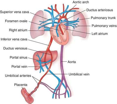 Fetal Circulation Diagram, Fetal Circulation, Medical Ultrasound, Neonatal Nurse, Concept Map, Nursing Notes, Newborn Care, Face Photo, Ultrasound