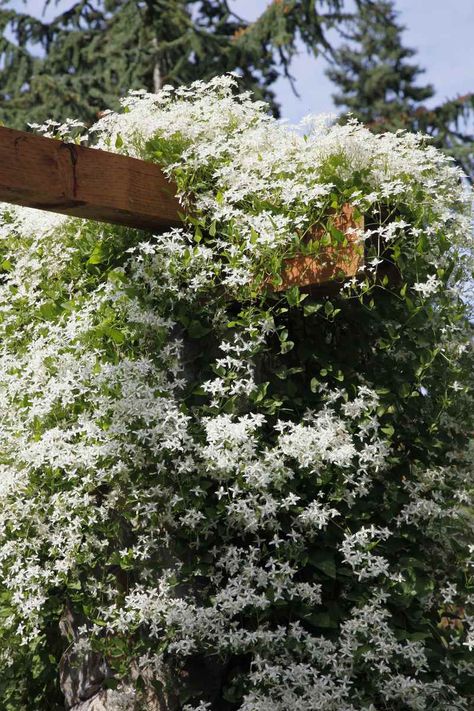 Sweet Autumn Clematis Sweet Autumn Clematis, Autumn Clematis, Clematis Vine, Garden Vines, Garden Wallpaper, Plant Photography, Climbing Vines, Plant Wallpaper, Plant Aesthetic