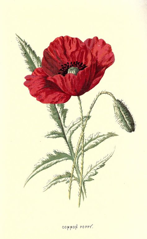 Red Poppy Drawing Poppy Flower Drawing, Botanical Printables, Illustration Botanique Vintage, Ceramic Poppies, Poppy Drawing, Poppy Art, Illustration Botanique, Floral Illustration, Botanical Drawings