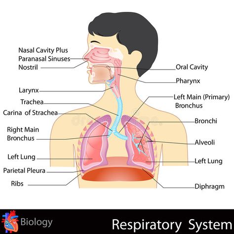 Respiratory System Drawing Aesthetic, Human Respiratory System Drawing, Respiratory System Drawing Easy, Respiratory System Drawing, Assignment Ideas Creative Front Page, Label Drawing, Respiratory System Anatomy, Paranasal Sinuses, Human Respiratory System