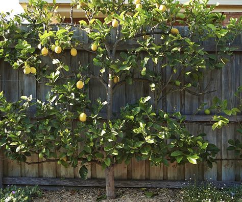 An espaliered ‘Eureka’ lemon tree is an efficient use of space along the driveway. Lemon Tree Backyard, Tree In Backyard, Citrus Tree Garden, Tree Garden Design, Espalier Fruit Trees, Pruning Fruit Trees, Growing Fruit Trees, Coastal Gardens, Do It Now