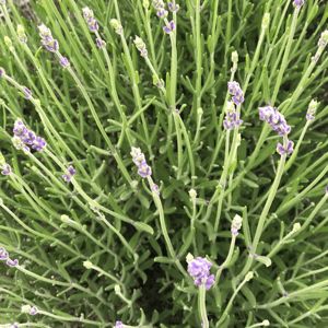 When To Trim Lavender Plants, When To Prune Lavender Plants, Trimming Lavender Plants, How To Trim Lavender Plants, Lavender Pruning, Lavender Varieties, Lavender Bush, Heather Plant, Lavender Plants