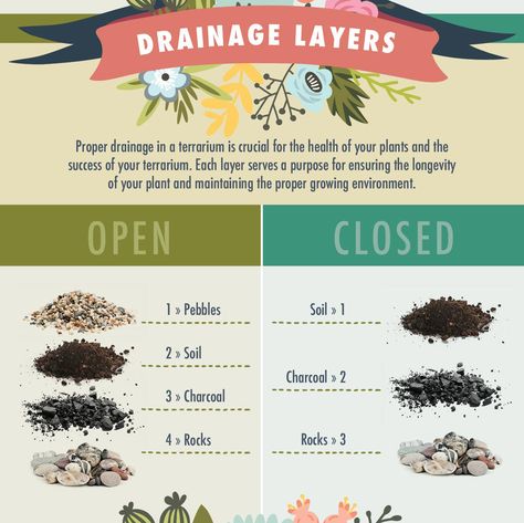 Drainage layers for open vs closed terrariums Closed Terrarium Plants, Build A Terrarium, Kaktus Dan Sukulen, Mini Serre, Open Terrariums, Diy Succulent Terrarium, نباتات منزلية, Mini Terrarium, Terrarium Containers