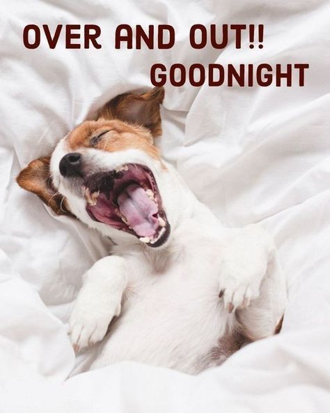 Funny Good Night Images Humor, Goodnight Pictures Cute, Goodnight Sweet Dreams Gif, Sleep Well Quotes Good Night, Goodnight Funny Humor, Nite Nite Sweet Dreams, Sleep Well Quotes, Goodnight Funny, Goodnight Meme