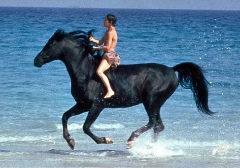 17 Famous Horses in Movies and TV Series Black Stallion Movie, The Black Stallion, Horse Movies, Arabian Stallions, Golden Fleece, Show Horse, Black Stallion, Western Pleasure, Horse Crazy