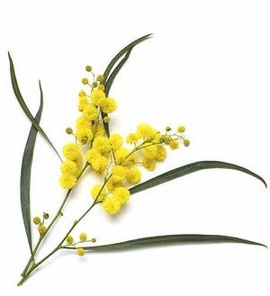 Australian Wildflowers, Australian Flowers, Australian Native Flowers, Australian Plants, Australian Native Plants, Australian Flora, Australia Day, Native Garden, Botanical Drawings