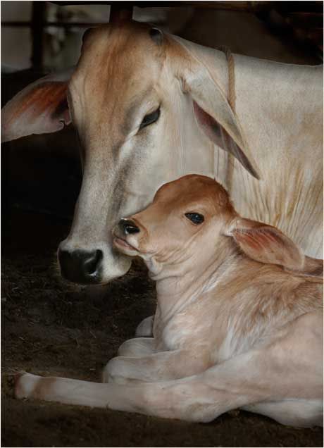 Vedic cows. I LOVE their long ears Cows Images, Cute Cow Images, Cute Cow Pictures, Cow Images, Baby Cow, Cow Photos, Cute Baby Cow, Cow Pictures, Baby Cows