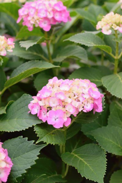 Hydrangea Types, Zone 9 Gardening, Hardy Hydrangea, How Plants Grow, Popular Plants, Hydrangea Landscaping, Types Of Hydrangeas, White Flower Farm, Climbing Hydrangea