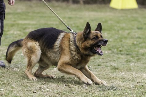 Dog Clicker Training, Angry Dog, Reactive Dog, Dog Attack, Dog Poses, Aggressive Dog, Dog Biting, Police Dogs, Dog Behavior