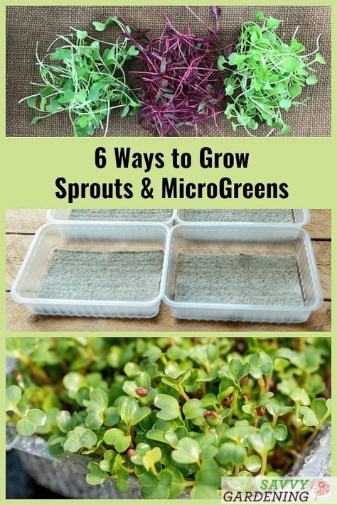 How to Grow Broccoli Sprouts & Microgreens: 6 Methods for Success Growing Sprouts Indoors, Micro Gardening, Harvest Foods, How To Grow Broccoli, Plant Knowledge, Grow Sprouts, Grow Broccoli, Microgreens Growing, Microgreens Garden