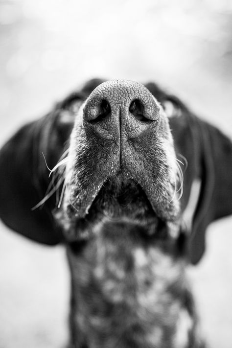 Photos Of Dogs Pet Photography, Close Up Dog Photography, Photography Dogs Ideas, Artistic Dog Photography, Professional Dog Photos, Fine Art Pet Photography, Working Dog Photography, Old Dog Photoshoot, Dog Portrait Ideas