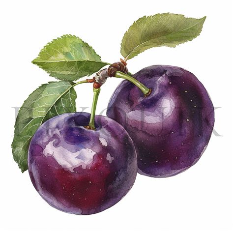 Plum Illustration, Illustration Botanique, Watercolor Fruit, Watercolor Tree, Fruit Illustration, Fruit Art, Drawing Artwork, Botanical Illustration, Watercolor Clipart