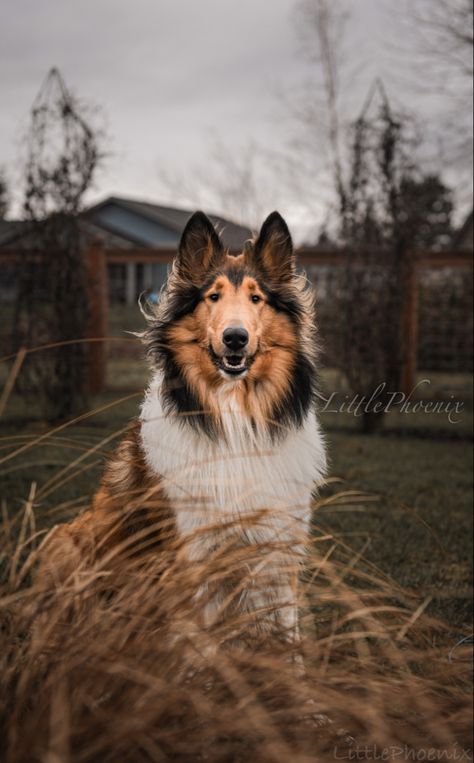 A photograph of a female sable rough collie sitting behind a tall plant Dog Heaven, Dog Photograph, Rough Collie, Oc Art, Collie Dog, Best Dogs, Dog Breeds, Puppies, Dogs