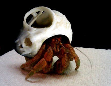 Mouse Skull, Flying Lemur, Edgy Art, Hermit Crab Shells, Aesthetic Poetry, Black Person, Hermit Crab, Witch Decor, Emo Grunge