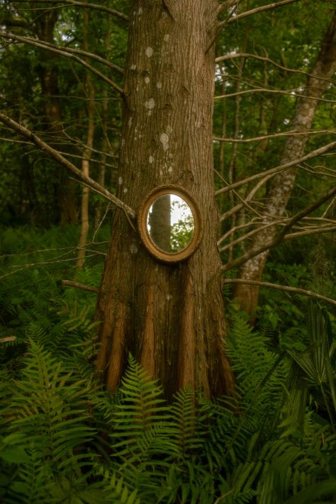 Mirror on Tree in Forest · Free Stock Photo Mirror In Forest, Hanging Mirrors, Hidden Forest, Woodland Scene, Mirror Reflection, Fantasy Forest, Photography Classes, Hanging Mirror, Inner Child