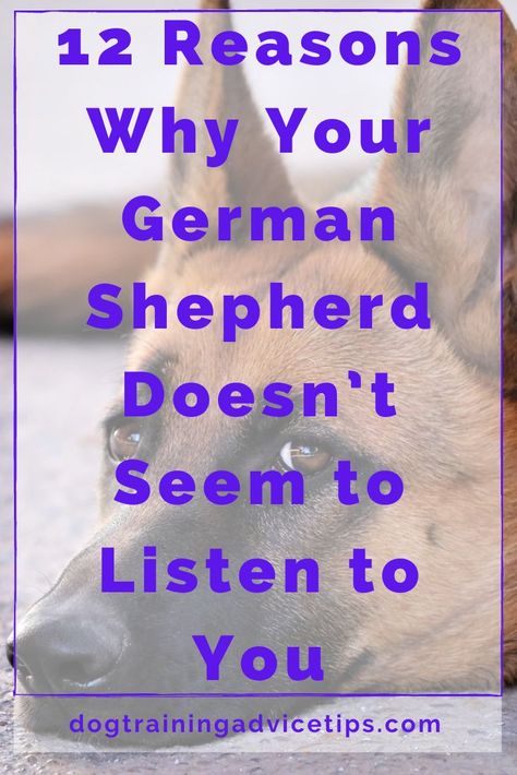 12 Reasons Why Your German Shepherd Doesn’t Seem to Listen to You. #dogtips #dogs #dogfacts German Shepard Training, Hyperactive Dog, German Shepherd Breeds, Dog Behaviorist, Animal Behaviorist, Dog Training Advice, Dog Training Videos, Dog Facts, Dog Care Tips