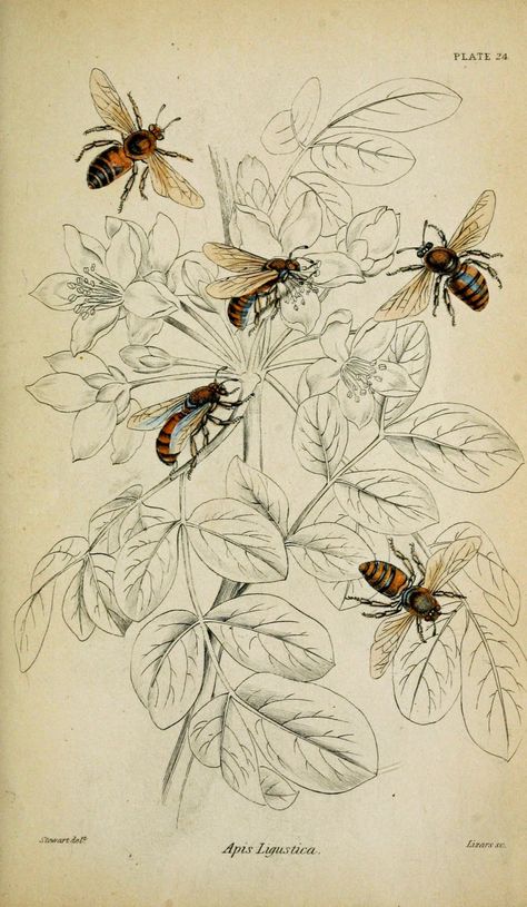 Colored Plate, Apis Ligustica (Honeybee), 1835 [Fascinating way to show off the critter while still showing it's natural habitat just in outlines] Bee Images, Bee Book, Bee Illustration, Vintage Bee, Bee Inspired, Graphics Fairy, Instant Art, Bee Art, Images Vintage