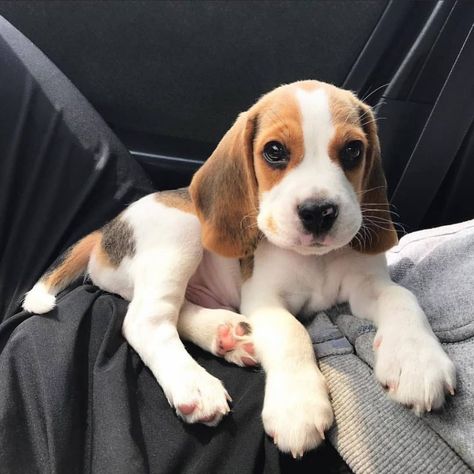 20 Photos of Super Cute Beagles With Fun Facts You Should Know Anime Animals Wallpaper, Tattoos Dog, Dogs Tattoo, Baby Beagle, Beagle Dogs, Cute Beagles, Cute Dog Photos, Very Cute Dogs, Dog Painting