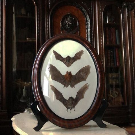 Antique Gothic Decor, Bat Taxidermy, Oddity Collection, Taxidermy Aesthetic, Victorian Taxidermy, Taxidermy Bat, Goth Inspiration, Victorian Ghost, Gothic Frame