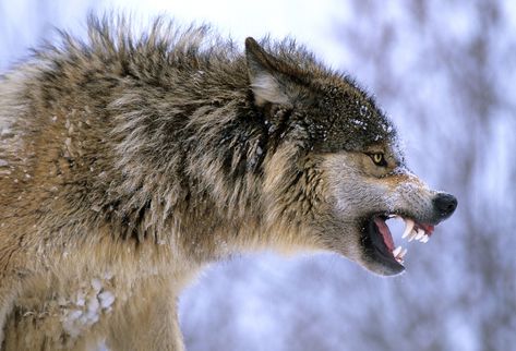 Wolf Snarling, Wolf Angry, Wolf Growling, Lup Singuratic, Snarling Wolf, Wolf Poses, Angry Wolf, Angry Animals, Wolf Images