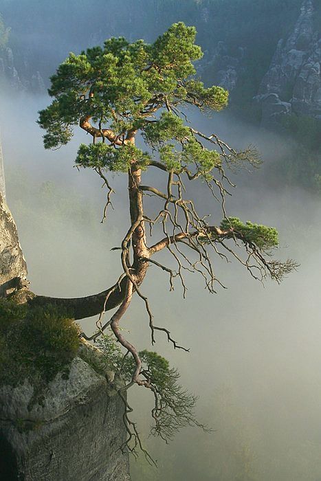 Solitary Pine Tree by JanaBehr.. Weird Trees, Lone Tree, Unique Trees, Tree Hugger, Nature Tree, Tree Forest, Beautiful Tree, On The Edge, Amazing Nature