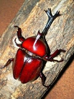 Red Beetle Insect, Japanese Rhino Beetle, Cool Beetles, Pretty Beetles, Japanese Rhinoceros Beetle, Horn Beetle, Red Bugs, Atlas Beetle, Horned Beetle